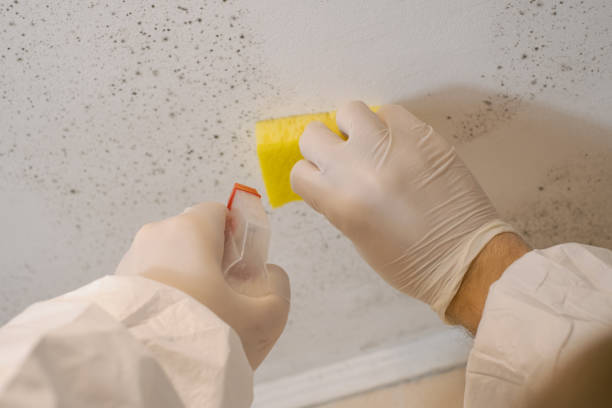 Best Commercial Mold Inspection  in Fairfax, OH